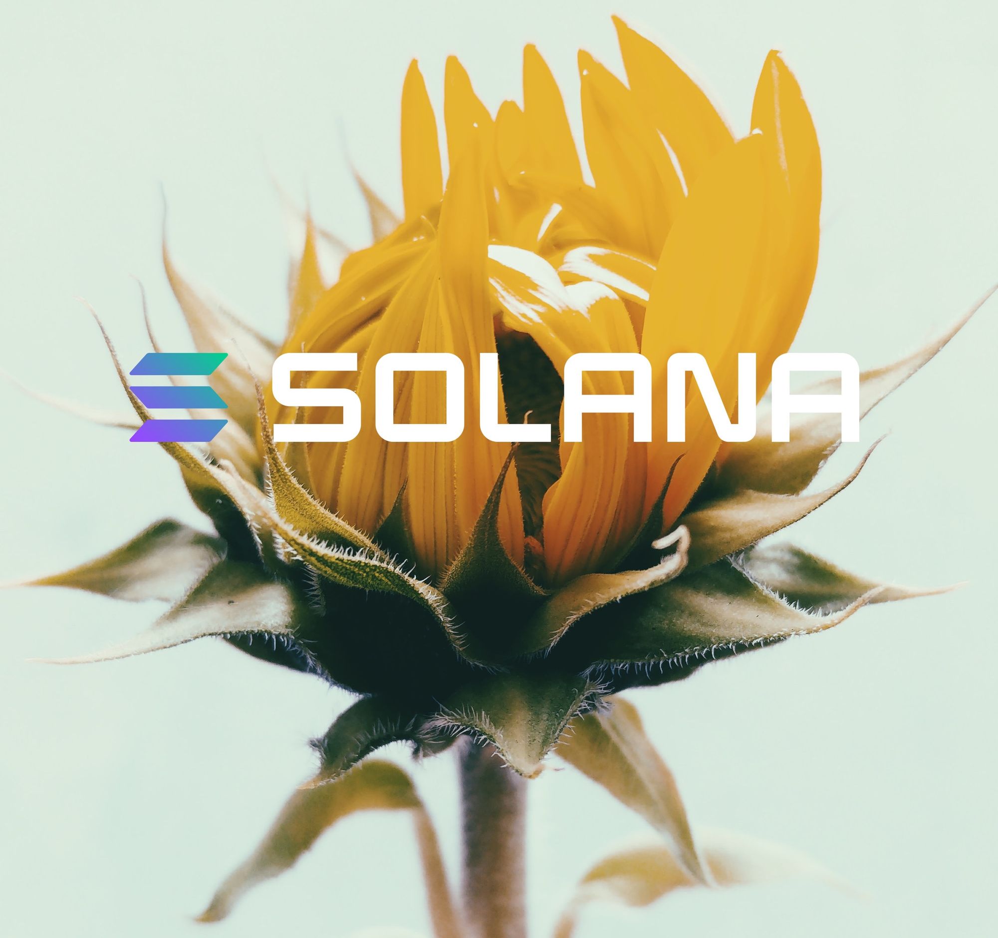 The Solana Scene