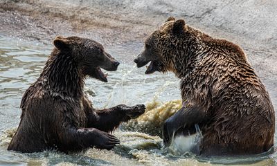 Bearing with Bear Markets